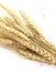 Close up Group gold Ears of wheat isolated on white background