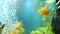 Close up of a group of goldfishes swimming in the aquarium with green seaweed. Stock footage. Small beautiful fishes