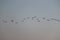 Close up of group of great egrets  white heron flying in the sky, bird background