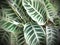 Close-up of group of green leaves tropical concept, texture picture, retro color, abstract nature for background