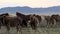 Close up Group horses in Mongolian landscape