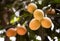 Close up group of Maprang or Bouea macrophylia or Griffith,local Thai fruit growing up in the garden ,fresh and sweet.