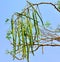 Close up group of Moringa on branch tree with blue sky background.