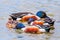 Close up of a group of Northern shoveler Spatula clypeata ducks feeding in the waters of south San Francisco bay area, Palo Alto