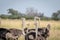 Close up of a group of Ostriches.