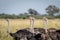 Close up of a group of Ostriches.