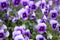 Close up of a group of Pansies with multiple purple hues on the petals and yellow centers