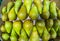 Close up of group of pears cultivated on the vegetable garden of home - buying fruits at the supermarket to do diet