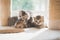 Close up Group persian kittens sitting on cat tower