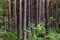 Close up of a group of pine trees in a forest