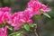 A Close-up of a Group Pink Azalea Flowers