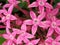 A close up of a group of pink Lucky Star flowers. Detalle de un grupo de flores Pentas de color rosado.