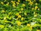 Close up of Group of Pinto Peanut or Arachis Pintoi on Nature Background