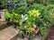 Close up group of potted flowers arrangement in garden in Thaila