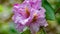 A Close-up of a Group Purple Azalea Flowers