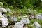 Close up of a group of purple cyclamen (Cyclamen purpurascens) flowers