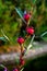 Close up group of red roselle on the branch tree with burred ba