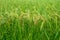 Close up of group rice paddy field background