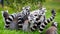Close up of group of ring tailed lemurs