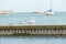 Close up of group seagulls fighting, on the pier in marina with sea in background.