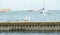 Close up of group seagulls fighting, on the pier in marina with sea in background.