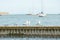 Close up of group seagulls fighting, on the pier in marina with sea in background.