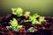 a close up of a group of small plants growing in dirt with green leaves on top of them