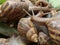 Close-up of group snails insect on green leaves