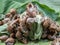 Close-up of group snails insect on green leaves