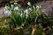 Close up of a group of Snowdrops, Galanthus nivalis