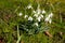 Close up of a group of Snowdrops, Galanthus nivalis