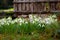 Close up of a group of Snowdrops, Galanthus nivalis