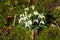 Close up of a group of Snowdrops, Galanthus nivalis