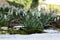 Close up of a group of Snowdrops growing between the last snow, Galanthus nivalis