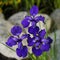 Close-up of a group of three deep purple siberian Iris against a background of blurry large rocks.