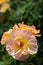 Close-up of a group of three pale pink and yellow `The Lark Ascending` hybrid shrub roses in garden with green leaves in bl