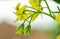 Close-up of a group of tomato flowers in the plant