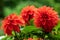 Close up of a group of vibrant red dahlia flowers