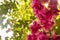 Close-up of a group of violet flowers with foliage as background.