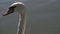 Close-up of a group of white Eurasian swans on a lake on a sunny day.