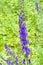 Close up of a group of Wolfsbane, also called Monkshood, wildflowers