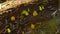 A close up of group of Yellow butterflies on the ground drink water, flock of small Yellow butterflies on the ground. Butterflies