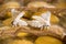 Close up of group yellow cocoon of silk worm and butterfly still breed in weave nest background