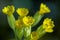Close up of a group of yellow cowslip flowers in sunlight