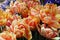 Close Up of a Group of Yellow and Orange Foxy Foxtrot Tulip Flowers