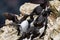 Close-up of a group of young razorbills in the Bemtpon Cliffs Nature Reserve