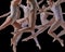Close-up. Group of young talented people, ballet dancers in motion, dancing against black background.