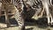 Close-up of a group of zebras