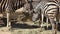 Close-up of a group of zebras