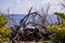 Close up of groups of twigs and sticks on beach horizon